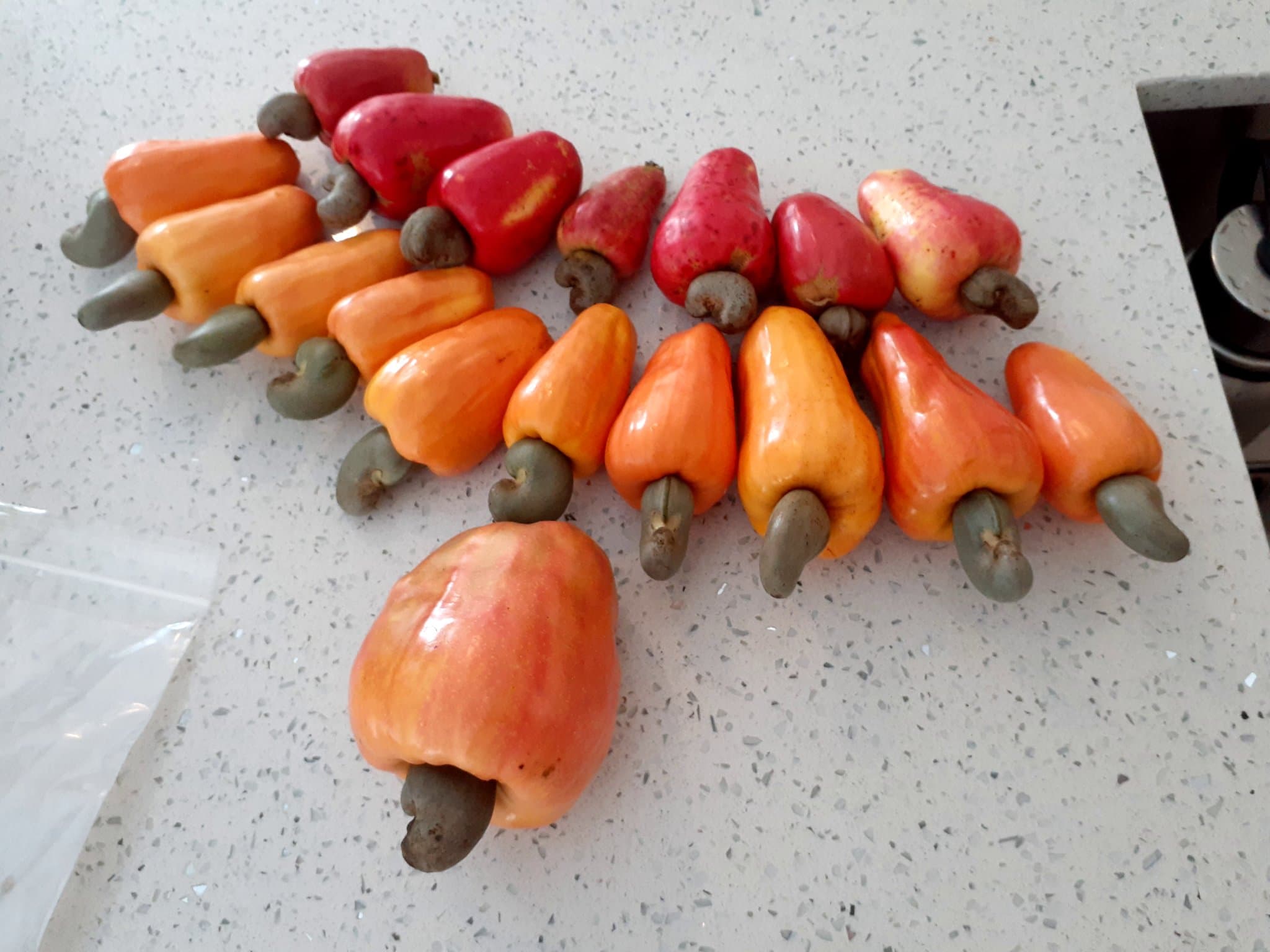 A harvest of cashew apples in red, orange, and yellow — the three different types from my trees