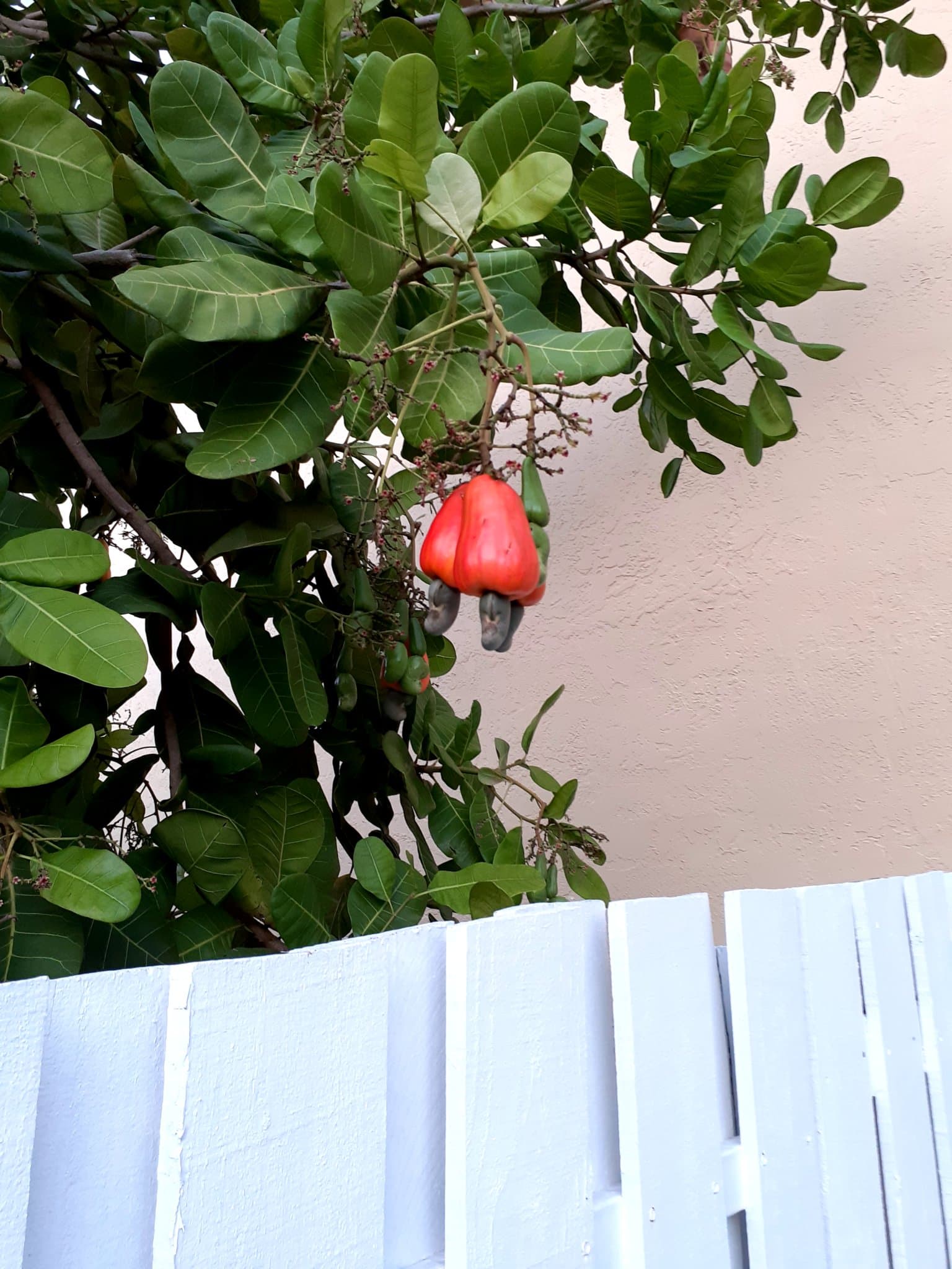 Two ripe cashew apples resting against the backyard fence
