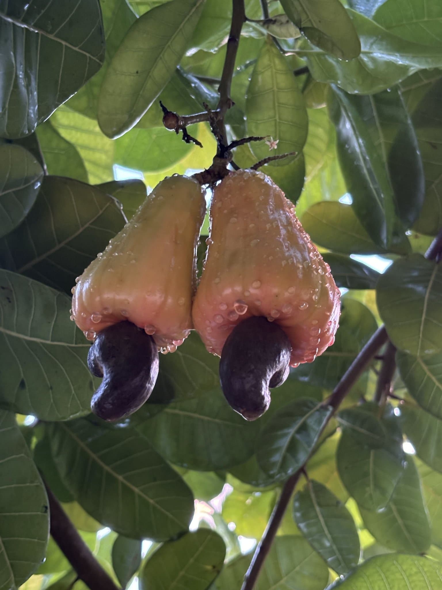Two ripe cashew apples glistening with rain on one of my South Florida trees