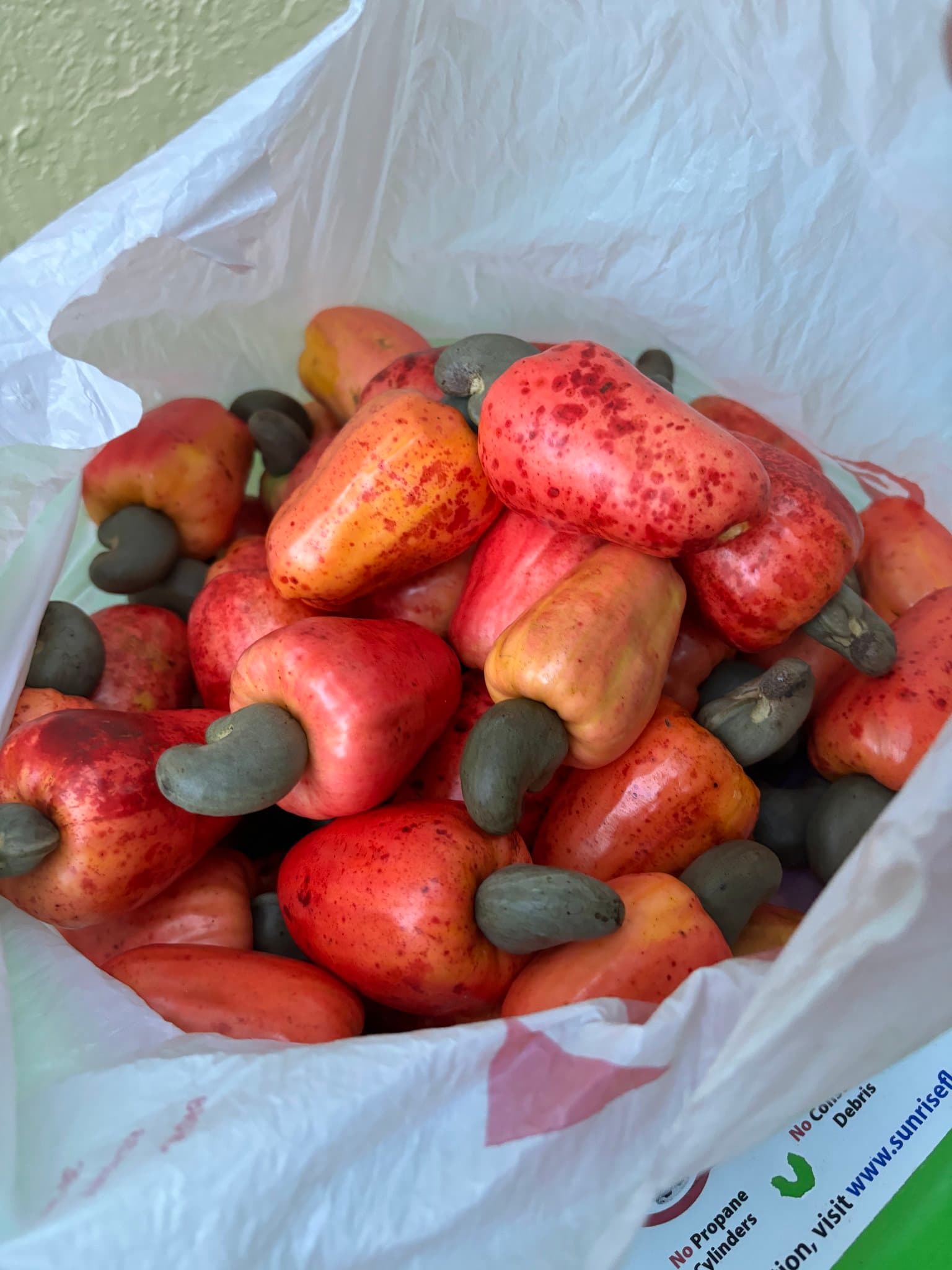 Hand-harvested, dried cashew seeds bagged and ready to ship