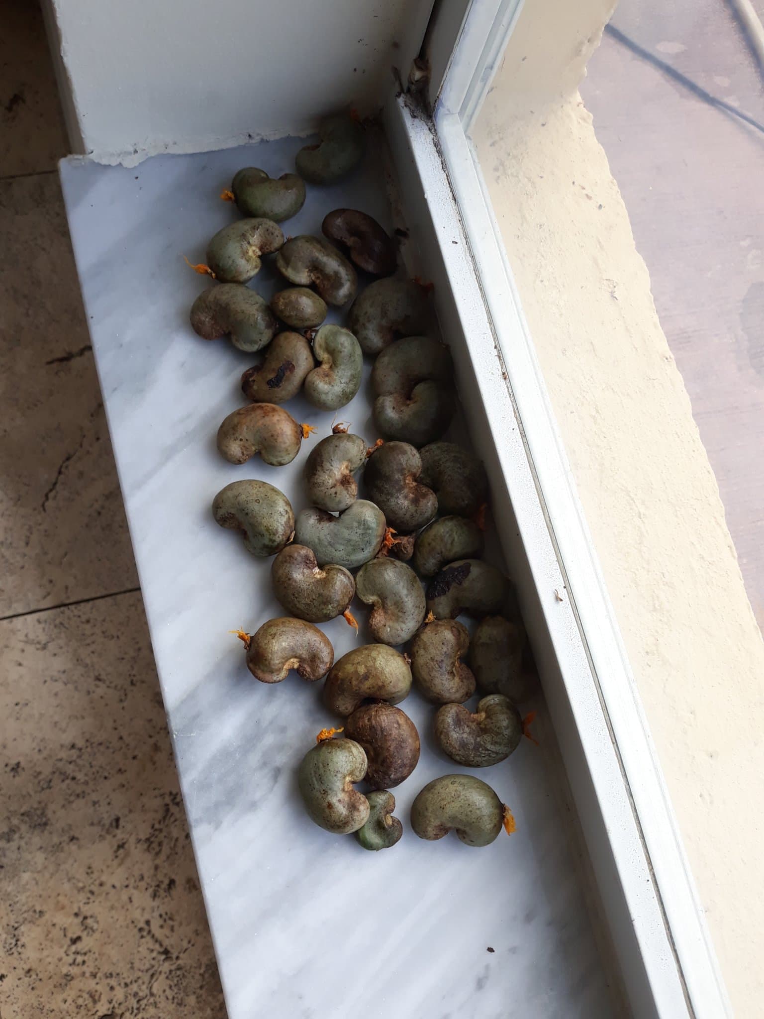 Cashew seeds drying by the window before shipping