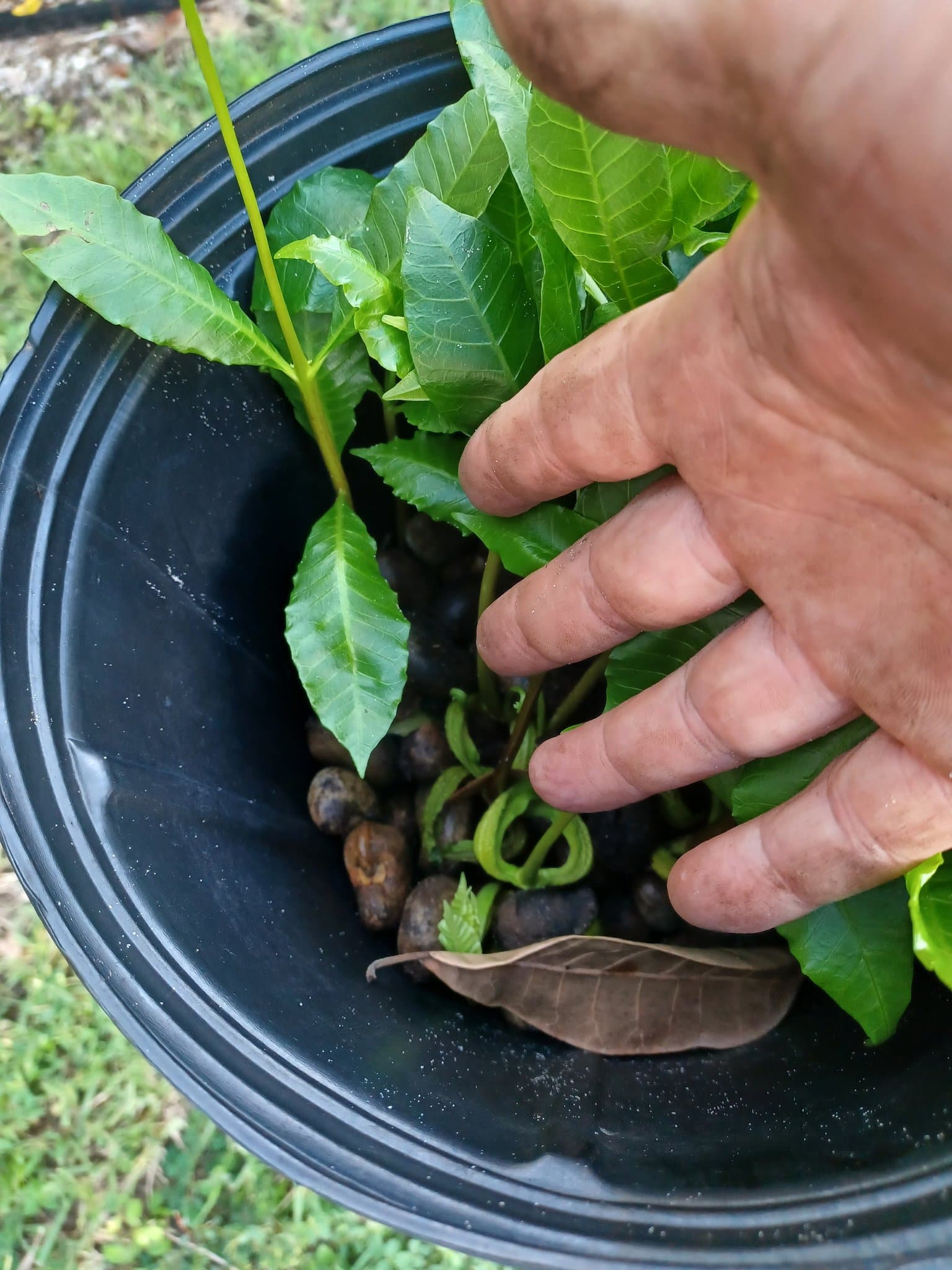 Cashew seeds left in a bucket that sprouted on their own after summer rain, with no soil at all