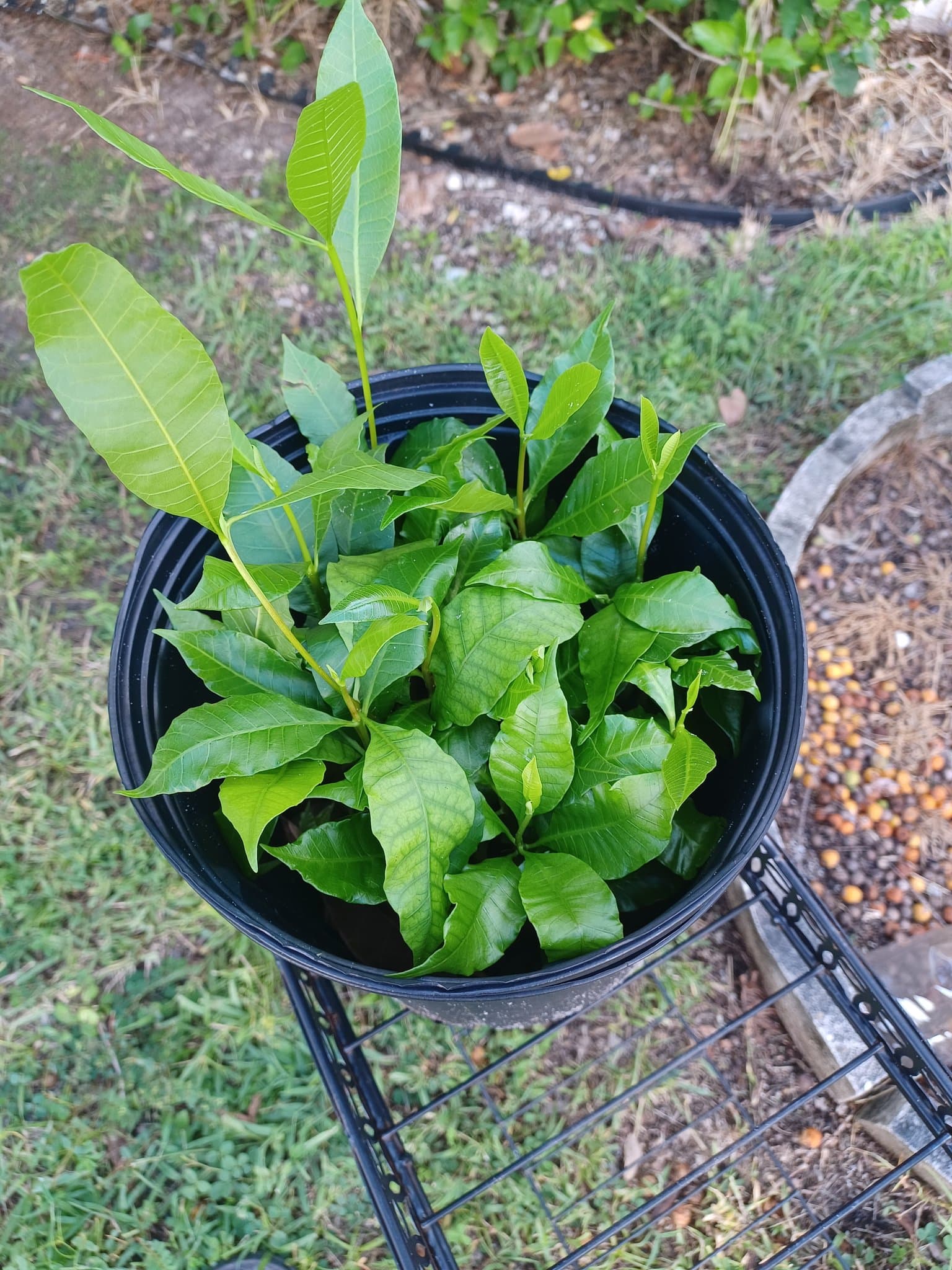 Several cashew seedlings from that same forgotten batch, now potted up and growing together