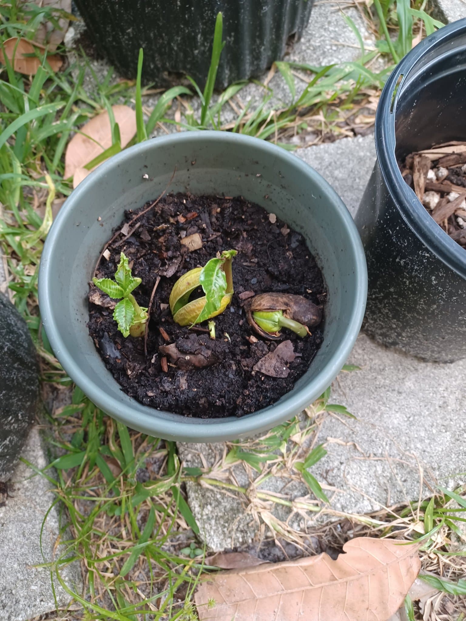 Cashew nuts cracking open and sprouting after being forgotten outside and soaked by summer rain