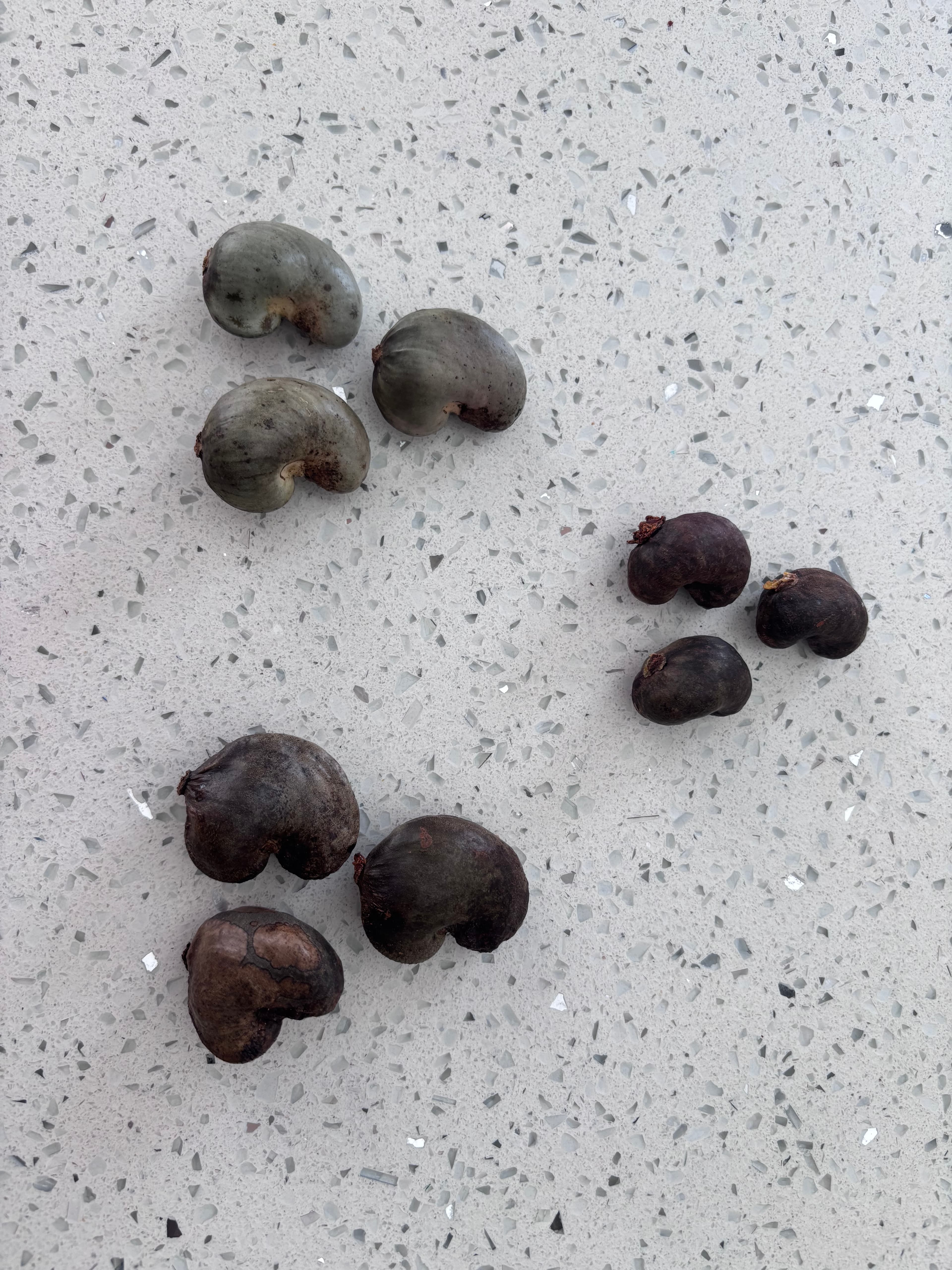 Cashew seeds grouped by the three fruit types they came from — small, greyish, and larger seeds