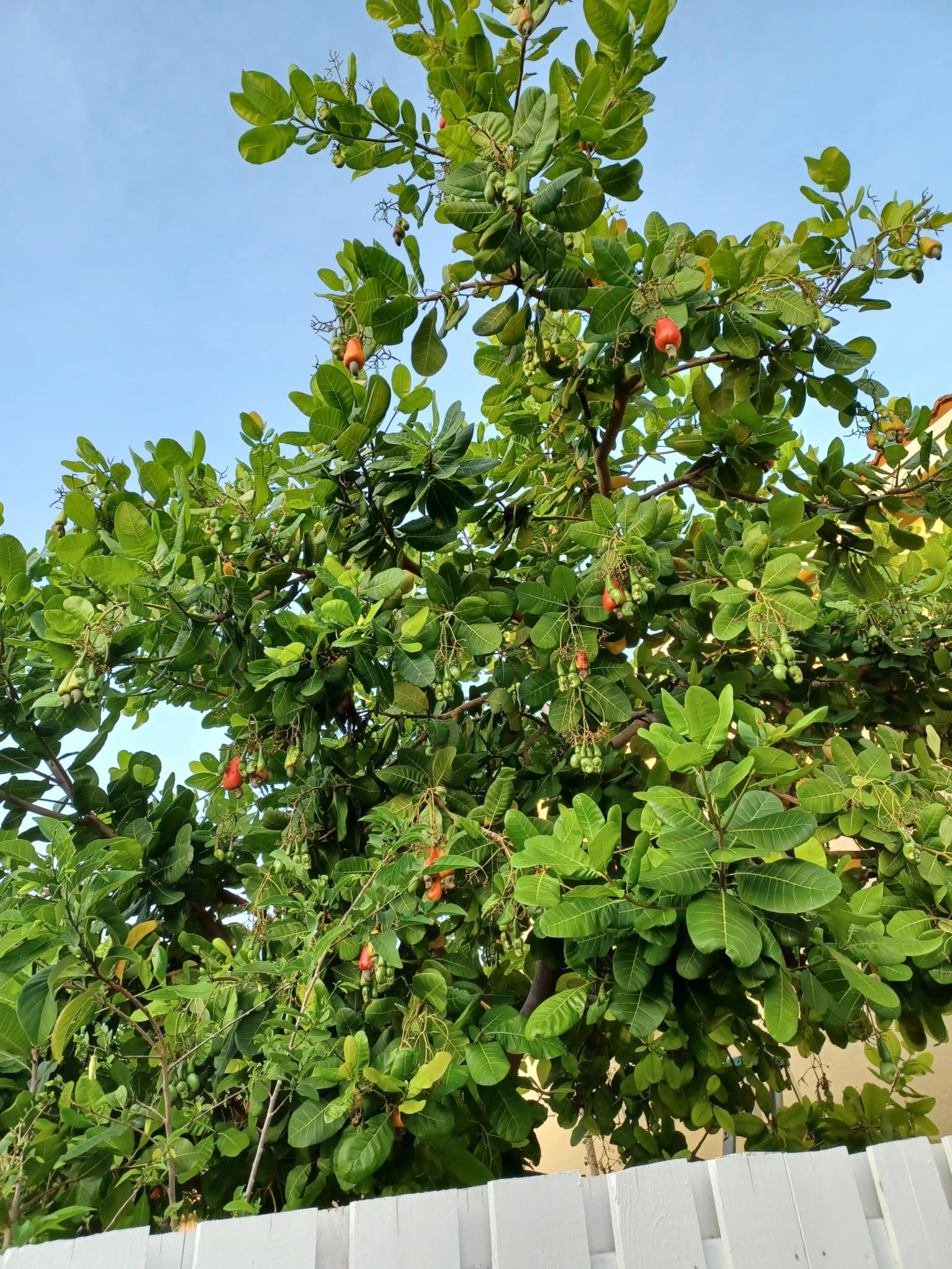 One of my three cashew trees, full of fruit, in the South Florida backyard