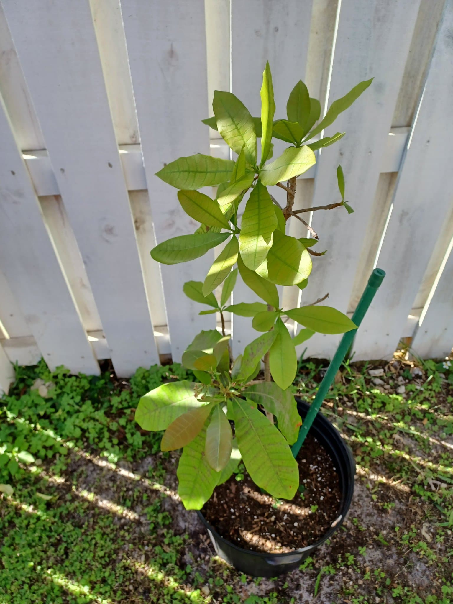 A young cashew tree Marcelo planted and staked, now well established