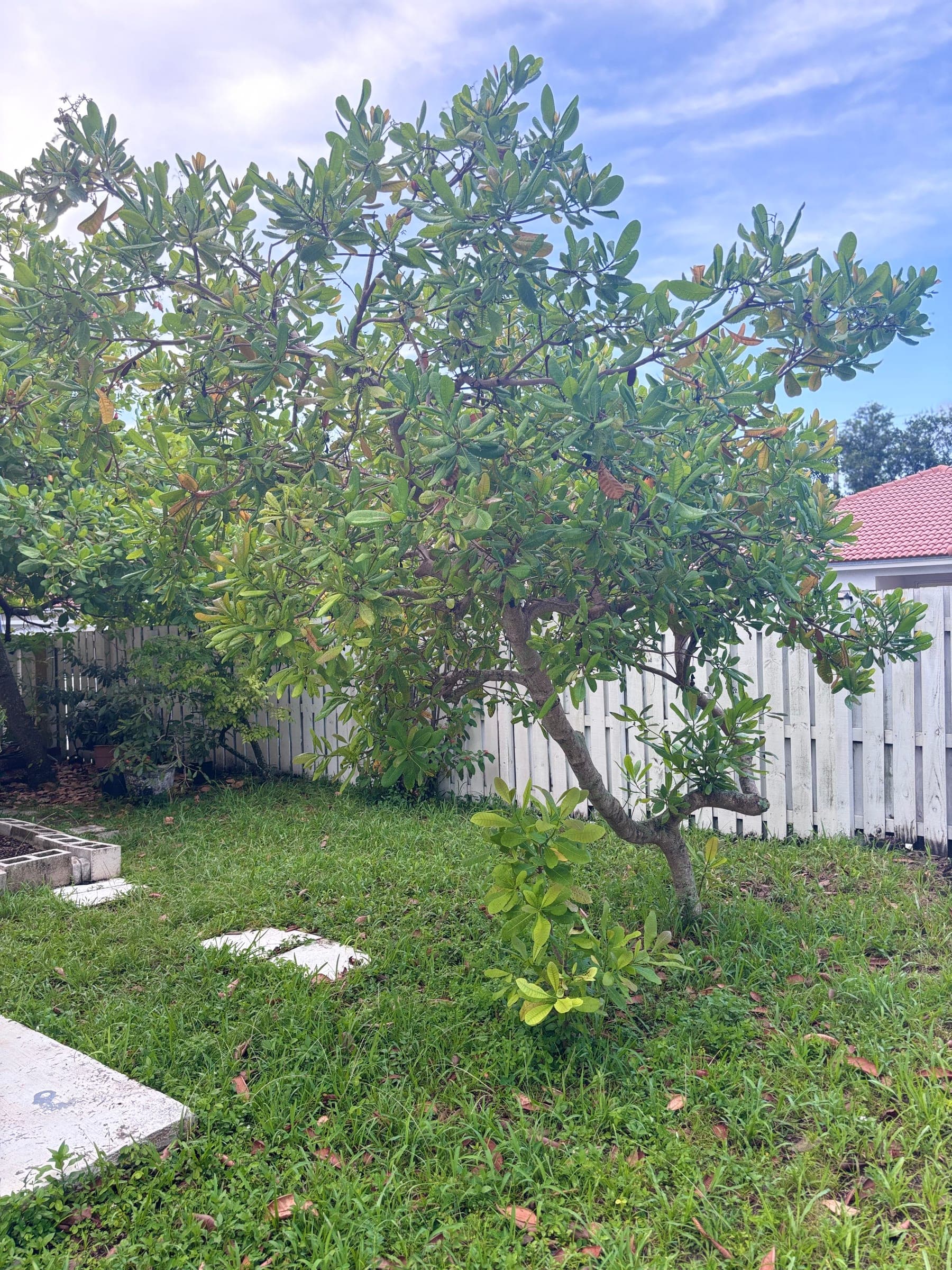 A baby cashew tree that sprouted from a seed fallen in the yard