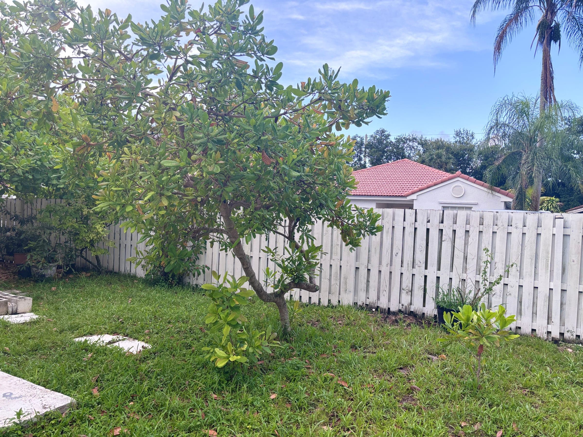 Baby cashew trees growing where seeds fell from the parent tree last season
