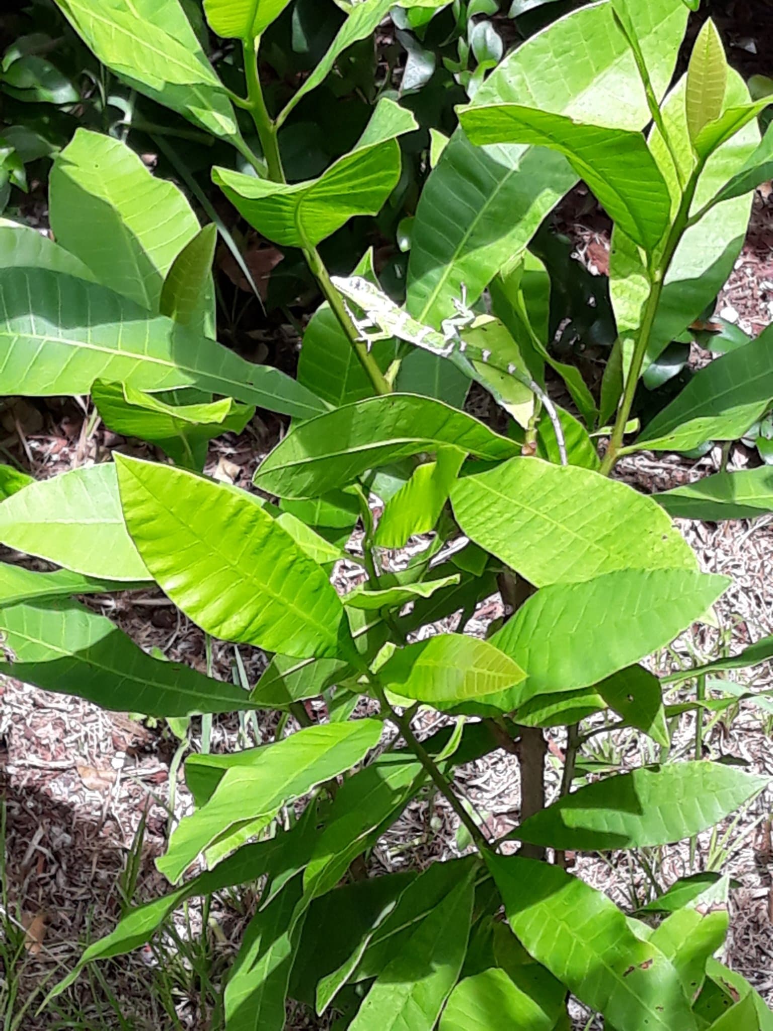 A lizard resting camouflaged among the cashew tree leaves