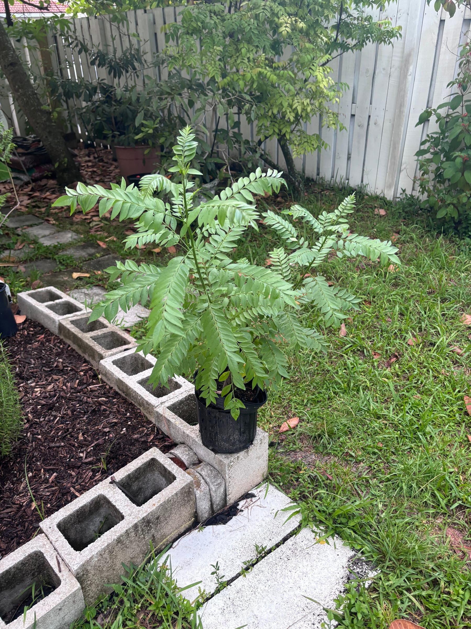 A young hog plum tree growing in the yard