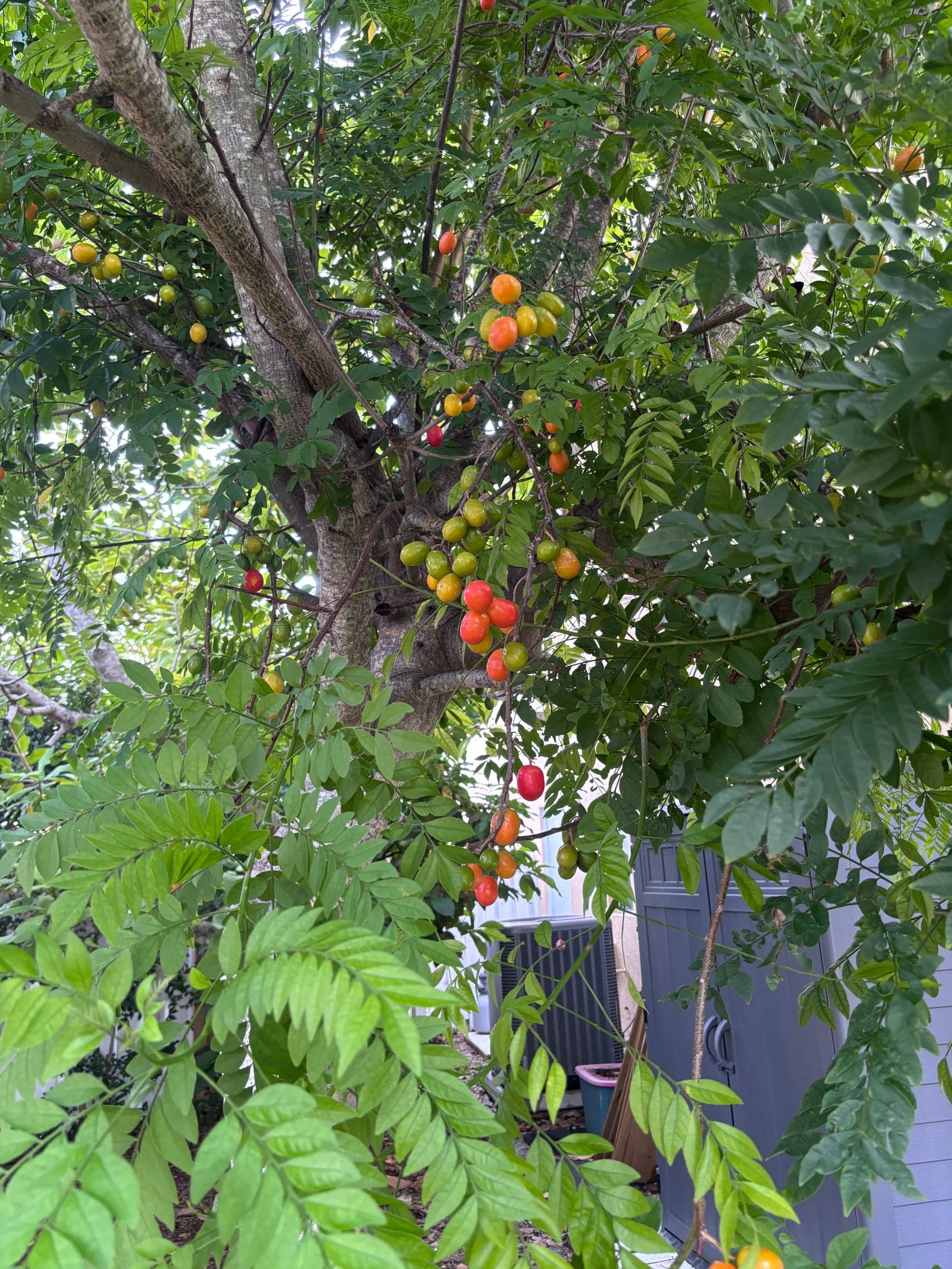 Hog plum tree loaded with fruit